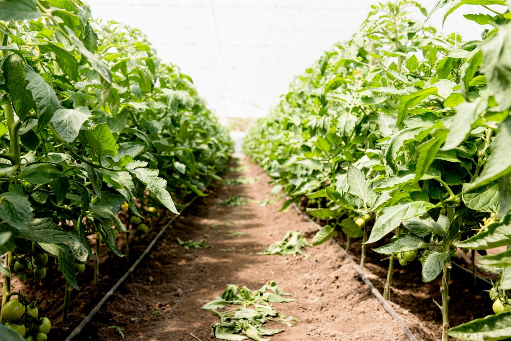 Como a Fertilização Organomineral Reduz Custos e Aumenta a Produtividade
